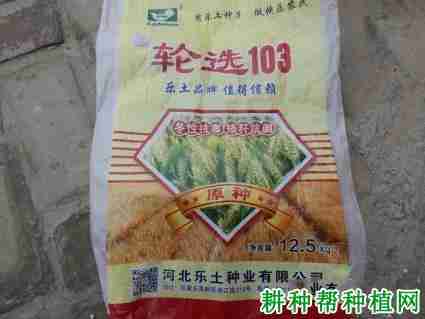 轮选103小麦品种好不好(轮选103小麦品种介绍一下)